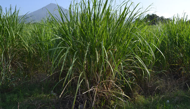 Azucareros prevén caída en producción de caña por sequía